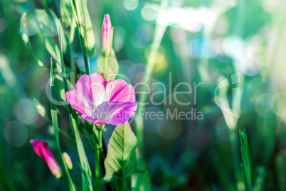 Pink flower in the grass