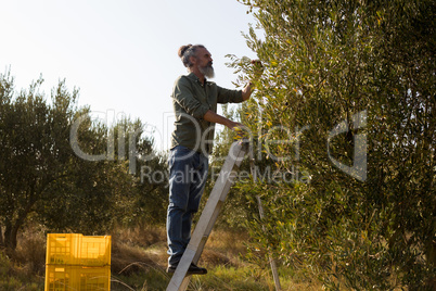 Man harvesting olives from tree