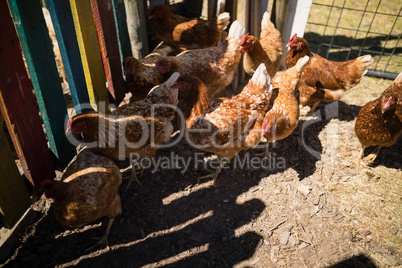 Flock of hen grazing in the pen