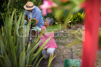 Senior couple planting flowers in yard