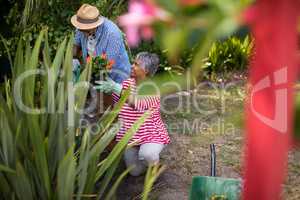 Senior couple planting flowers in yard