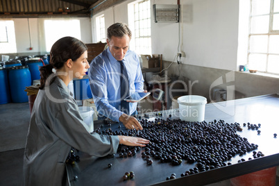 Manager instructing worker while checking a harvested olives