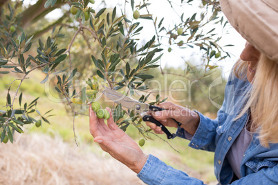 Close-up of woman pruning olive tree in farm