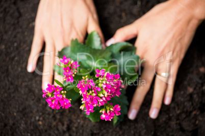 Cropped hands of woman planting flowers