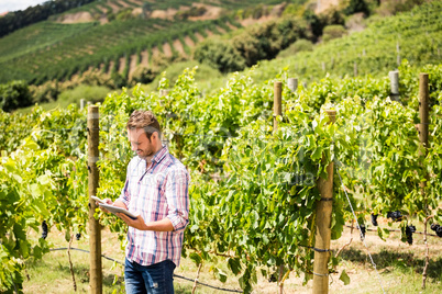 Man using phone and tablet at vineyard