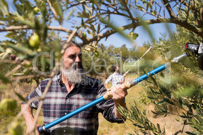 Man using olive picking tool while harvesting