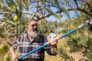 Man using olive picking tool while harvesting