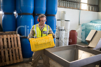 Worker putting harvested olive in machine