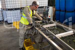 Technician examining olive on conveyor belt