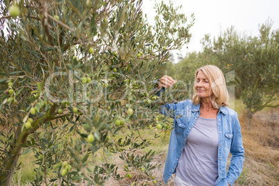 Female farmer checking a tree of olives