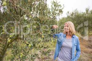 Female farmer checking a tree of olives