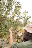 Man observing olives on plant