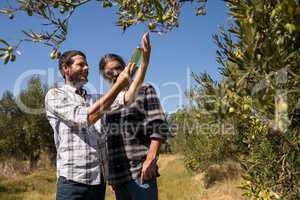 Friends examining olive oil in farm