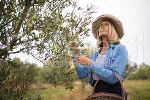 Thoughtful woman harvesting olives from tree