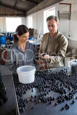 Workers checking a harvested olives in factory