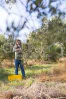 Man pruning olive tree in farm