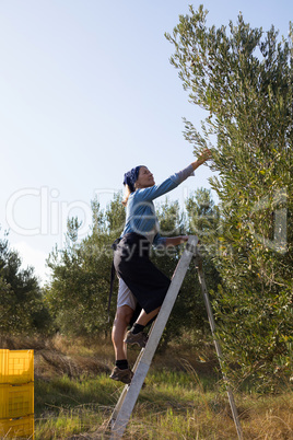 Woman harvesting olives from tree