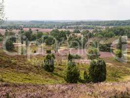 Lüneburger Heide, Deutschland, Luneburg Heath, Germany