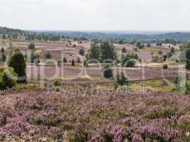 Lüneburger Heide, Deutschland, Luneburg Heath, Germany