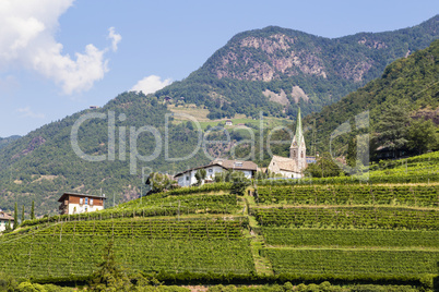 Weinberg in Bozen, Südtirol, Italien, Vineyard in Bolzano, Sout