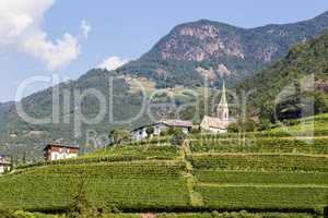 Weinberg in Bozen, Südtirol, Italien, Vineyard in Bolzano, Sout