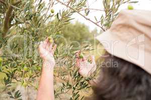 Man observing olives on plant