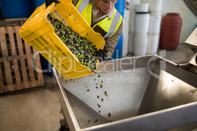 Worker putting harvested olive in machine