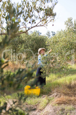 Woman harvesting olives from tree