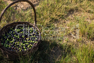 Close-up of fresh olives in basket