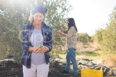 Woman holding harvested olives while man working in background