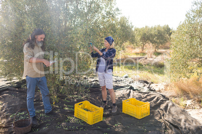 Couple pruning olive tree in farm