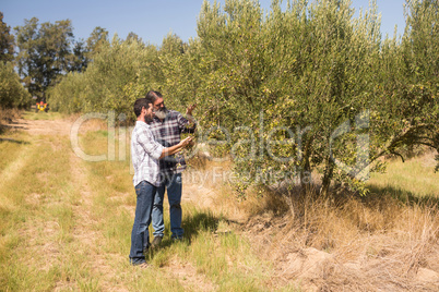 Friends examining olive on plant