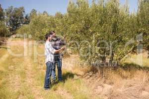 Friends examining olive on plant