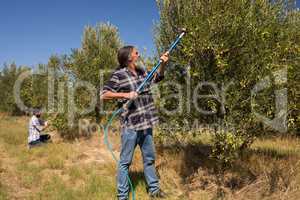 Men using olive picking tool while harvesting