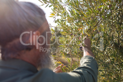 Man harvesting olives from tree