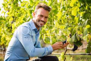 Portrait of man touching grapes