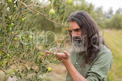 Farmer observing olive on plant