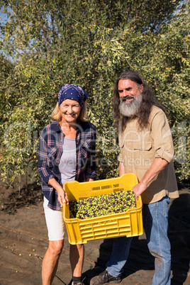 Portrait of happy couple holding harvested olives in crate Portrait of happy couple holding harvested olives in crate