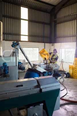 Worker putting harvested olive in machine