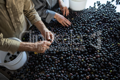 Workers checking a harvested olives in factory