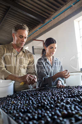 Workers checking a harvested olives in factory