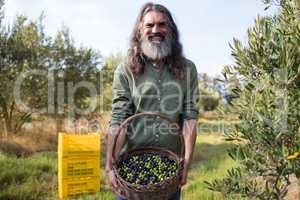 Portrait of happy man holding harvested olives in basket