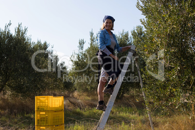 Portrait of woman harvesting olives from tree