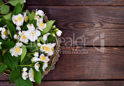 Flowering branches of jasmine with white flowers