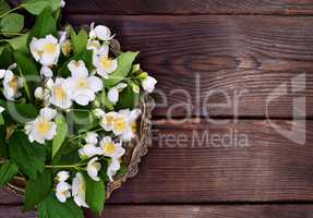 Flowering branches of jasmine with white flowers