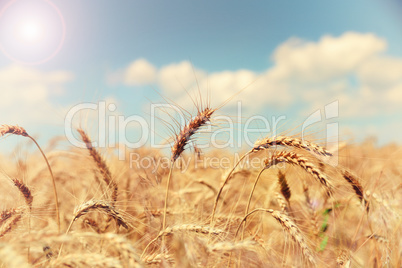 field of ripe golden wheat against a blue sky
