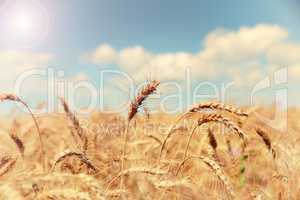 field of ripe golden wheat against a blue sky