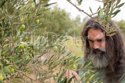 Farmer examining olive on plant