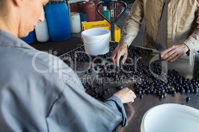 Workers checking a harvested olives in factory