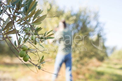 Close-up of ripe olive on tree